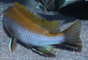 'Nkhata Bay' Gephyrochromis lawsi 'Nkhata Bay'