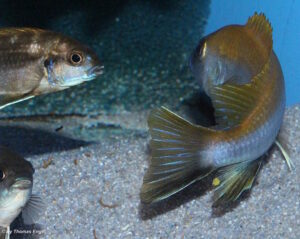 Gephyrochromis lawsi 'Nkhata Bay'