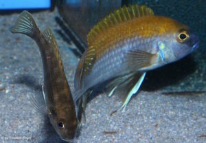 Gephyrochromis lawsi