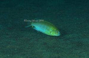 Gephyrochromis moorii 'Narungu'