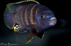 Gephyrochromis sp. 'sand' Londo