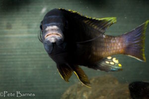Gephyrochromis sp. 'sand' Londo