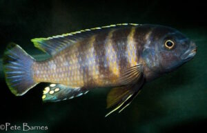 Gephyrochromis sp. 'sand'