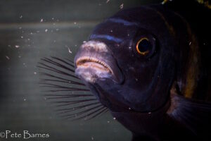 Gephyrochromis sp. 'sand' Londo