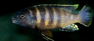 Gephyrochromis sp. 'sand'