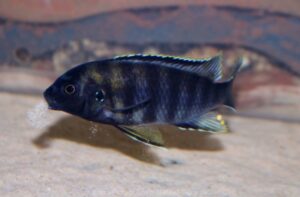 Gephyrochromis sp. 'zebroides' Selewa