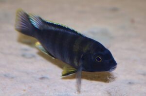 Gephyrochromis sp. 'zebroides' Selewa
