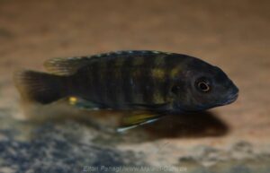 Gephyrochromis sp. 'zebroides' Selewa
