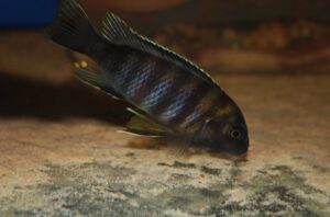 Gephyrochromis sp. 'zebroides' Selewa