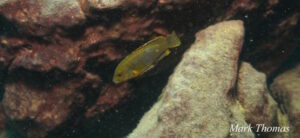 Iodotropheus sprengarae