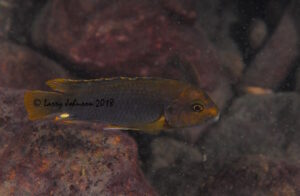 Iodotropheus sprengarae