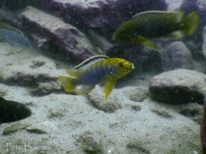 Iodotropheus sprengarae 'Makokola Reef'