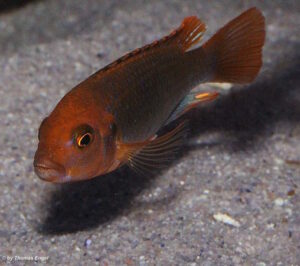 Iodotropheus sprengarae 'Makokola Reef'