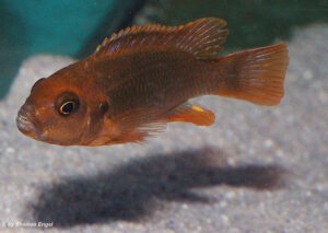 Iodotropheus sprengarae