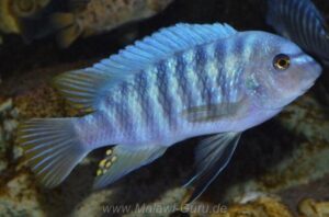 Labeotropheus fuelleborni 'Chimwalani Reef'