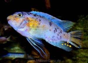 Labeotropheus fuelleborni 'Chimwalani Reef'