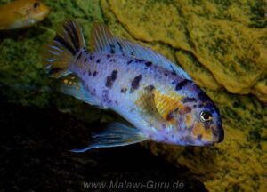 Labeotropheus fuelleborni 'Chimwalani Reef'