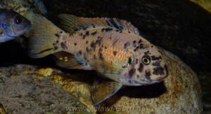 Labeotropheus fuelleborni 'Chimwalani Reef'
