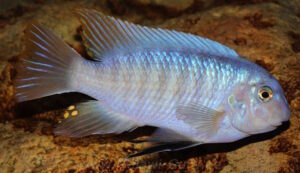 Labeotropheus fuelleborni 'Chimwalani Reef'