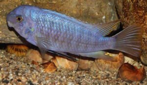Labeotropheus fuelleborni 'Chimwalani Reef'