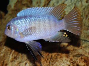 Labeotropheus fuelleborni 'Chimwalani Reef'
