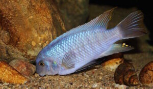 Labeotropheus fuelleborni 'Chimwalani Reef'