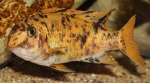 Labeotropheus fuelleborni 'Chimwalani Reef'