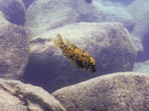 Labeotropheus fuelleborni 'Chinyamwezi Island'