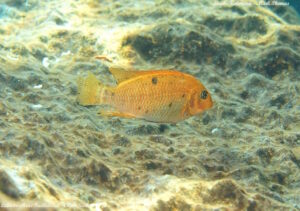 Labeotropheus fuelleborni 'Chiwi Rocks'