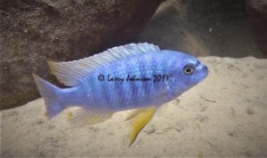 Labeotropheus fuelleborni 'Chizumulu Island'