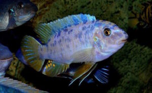 Labeotropheus fuelleborni 'Chizumulu Island'