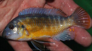 Labeotropheus fuelleborni 'Hora Mhango'