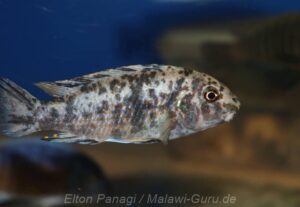 Labeotropheus fuelleborni 'Hora Mhango'