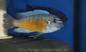 Labeotropheus fuelleborni 'Hora Mhango'