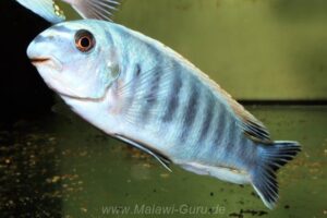 Labeotropheus fuelleborni 'Ikwasi'
