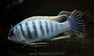 Labeotropheus fuelleborni 'Ikwasi'