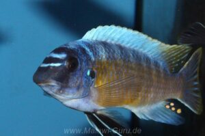 Labeotropheus fuelleborni 'Katale Island'
