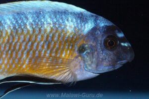 Labeotropheus fuelleborni 'Katale Island'