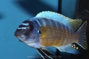 Labeotropheus fuelleborni 'Katale Island'