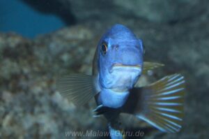 Labeotropheus fuelleborni 'Katale Island'