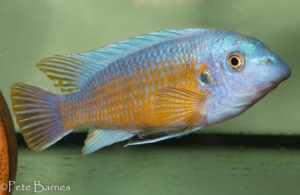 Labeotropheus fuelleborni 'Katale Island'