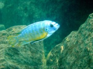 Labeotropheus fuelleborni 'Katale Island'