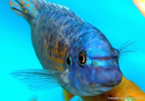 Labeotropheus fuelleborni 'Katale Island'