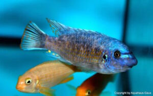 Labeotropheus fuelleborni 'Katale Island'