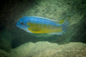 Labeotropheus fuelleborni 'Kavumu Rock'