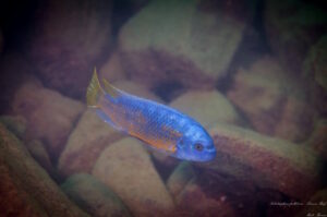 Labeotropheus fuelleborni 'Luwino Reef'