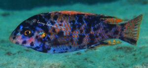 Labeotropheus fuelleborni 'Madimba Bay'
