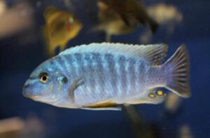 Labeotropheus fuelleborni 'Maingano Island'
