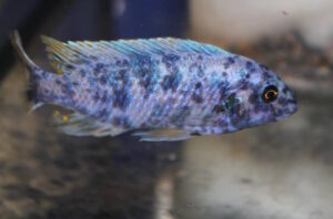 Labeotropheus fuelleborni 'Maingano Island'