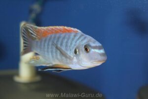 Labeotropheus fuelleborni 'Makanjila'